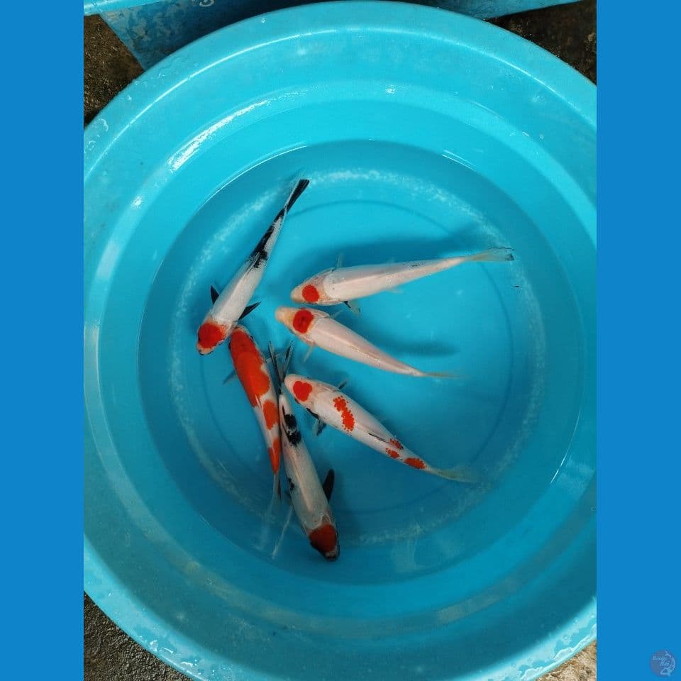 mix 22-25cm