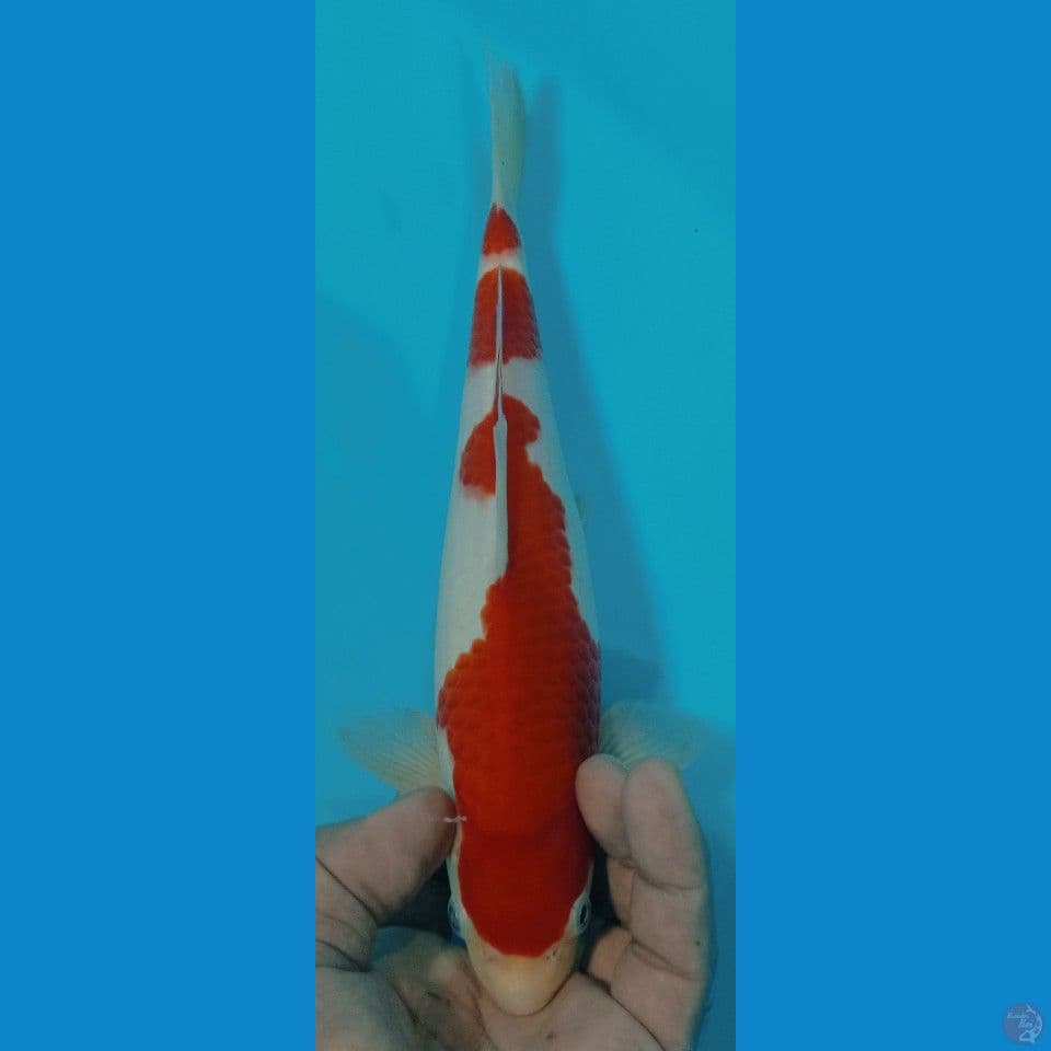 kohaku 27