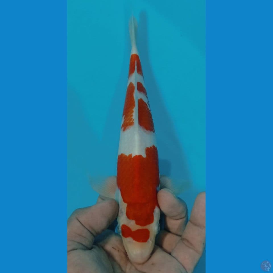 kohaku 27
