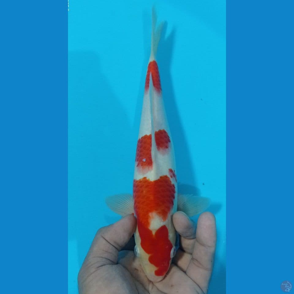 kohaku 28