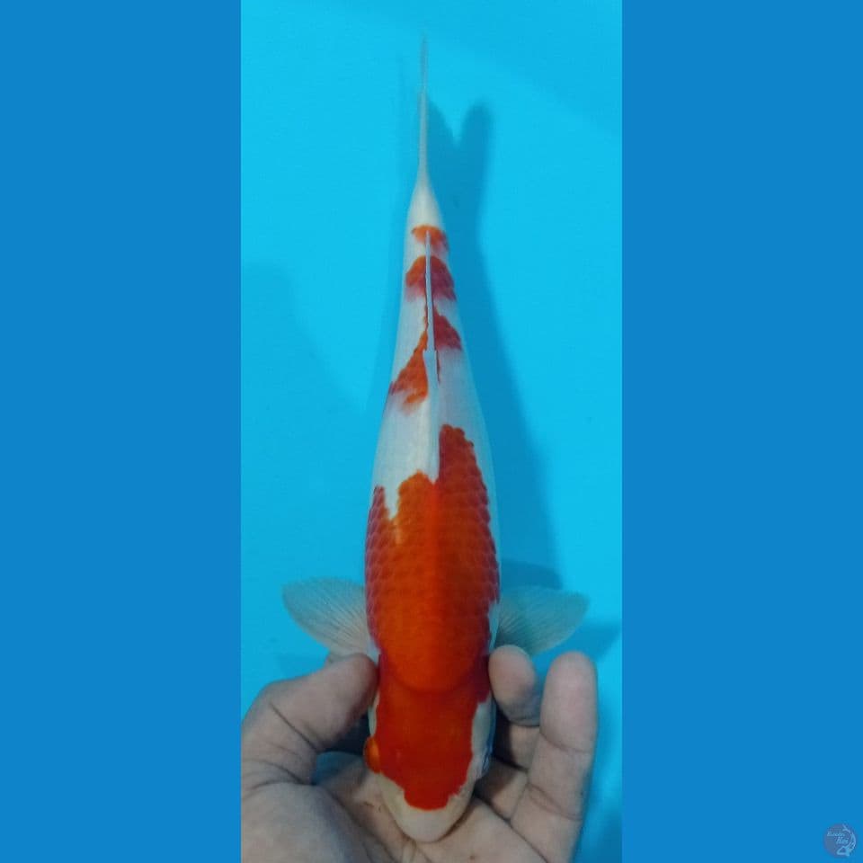 kohaku 30