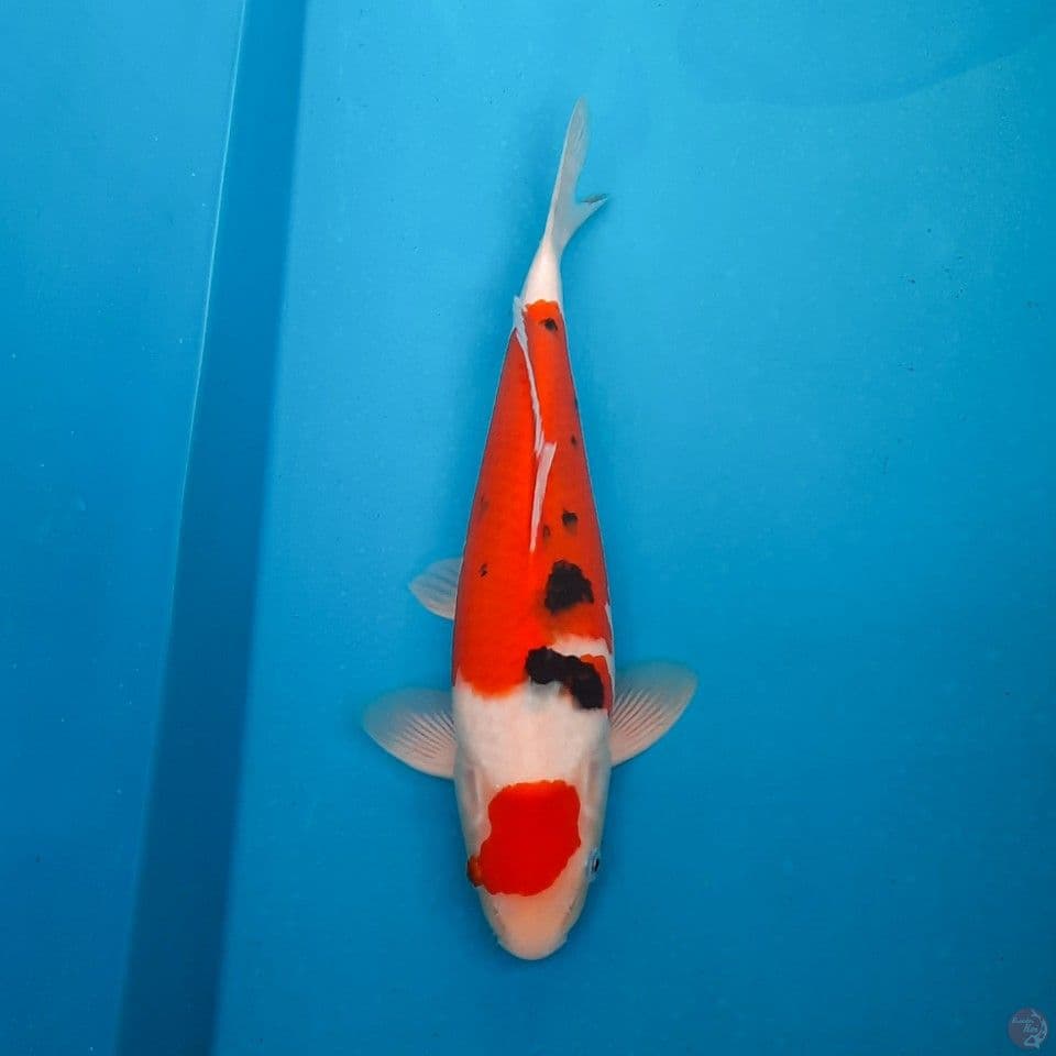 Sanke bulki 34 cm