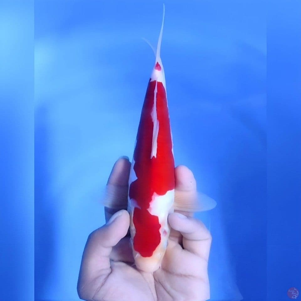 Kohaku doitsu# 24cm - Male