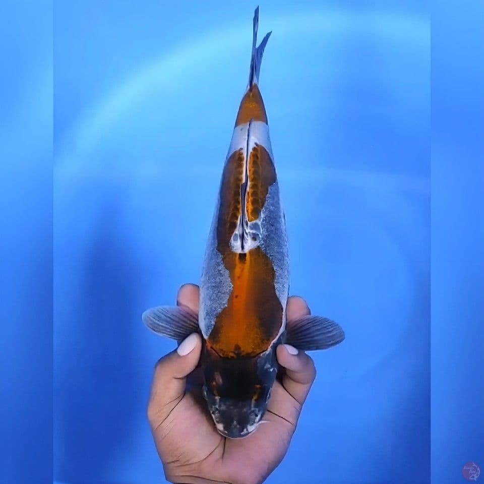Kikokuryu# 33cm - Female