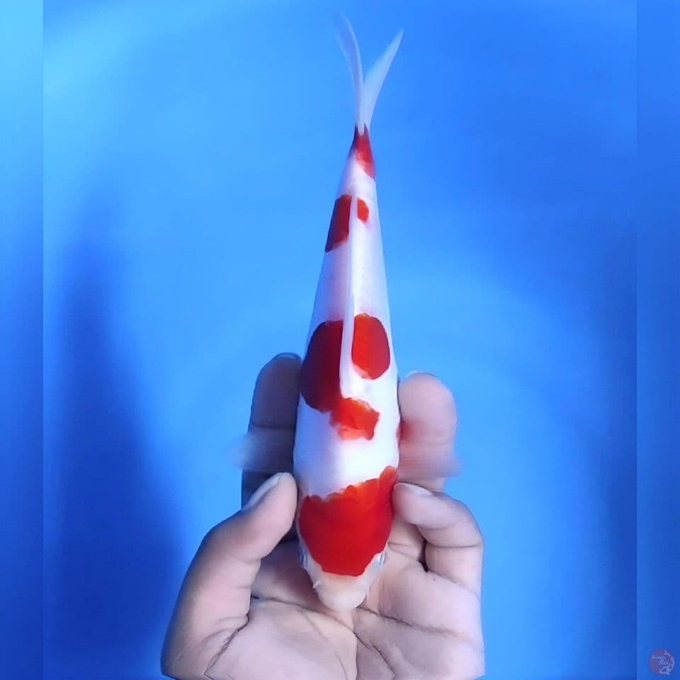 Doitsu kohaku# 22cm - Female