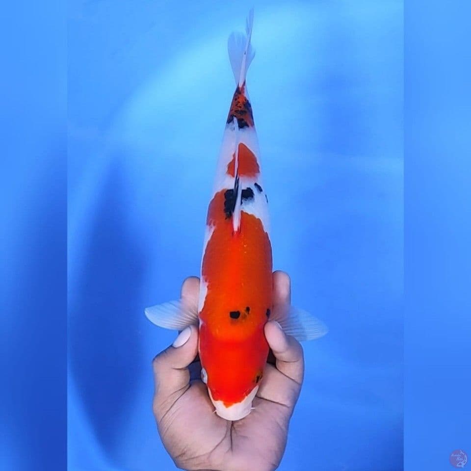 Sanke# 34cm - Female