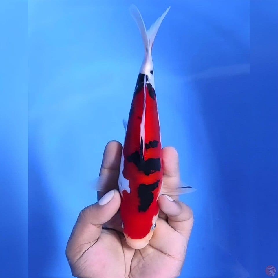 Doitsu sanke# 23cm - Female