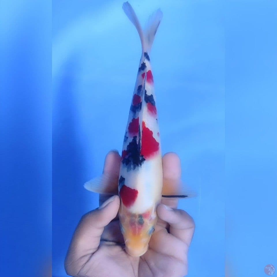 Sanke tsubosumi# 25cm - Male
