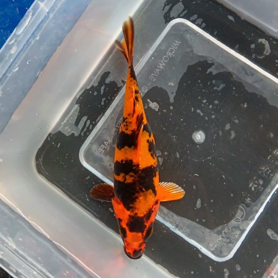 HIKARI UTSURI 15CM