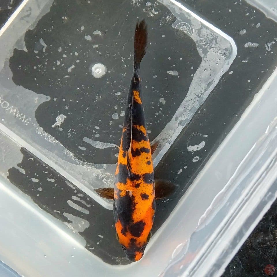 DOITSU HI UTSURI 14CM