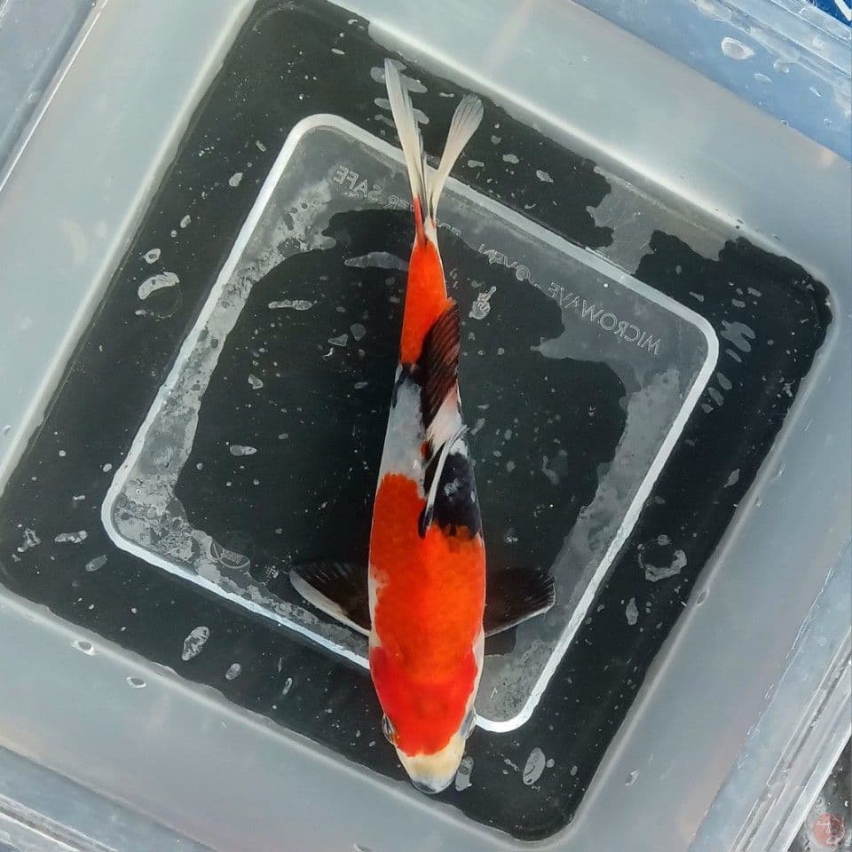 SHOWA TATEGOI 16CM