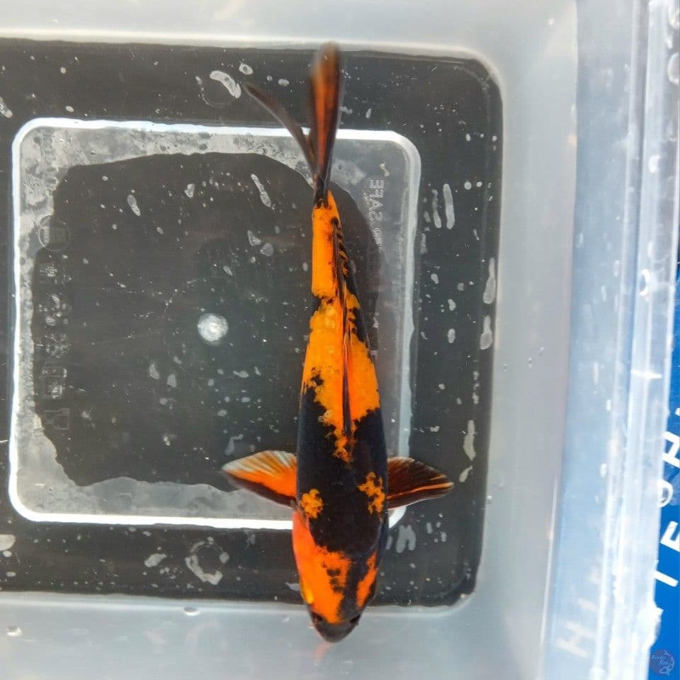 HIKARI UTSURI 16CM