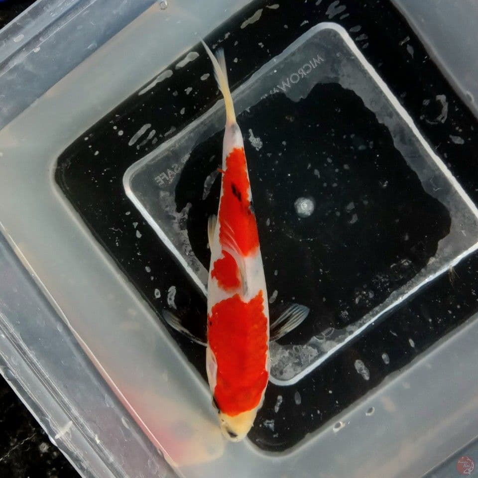 SHOWA TATEGOI BAHAN KEEP 15CM