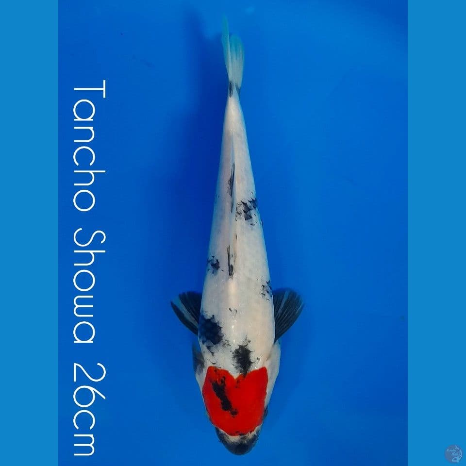 tancho showa 26cm