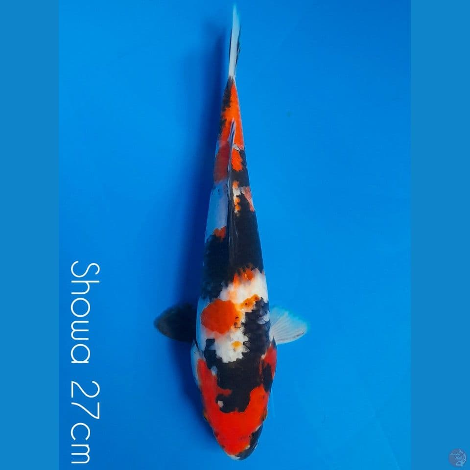 showa 27cm