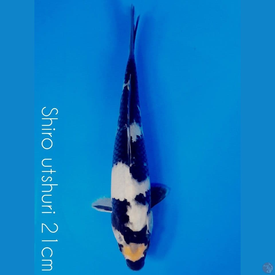 shiro 21cm
