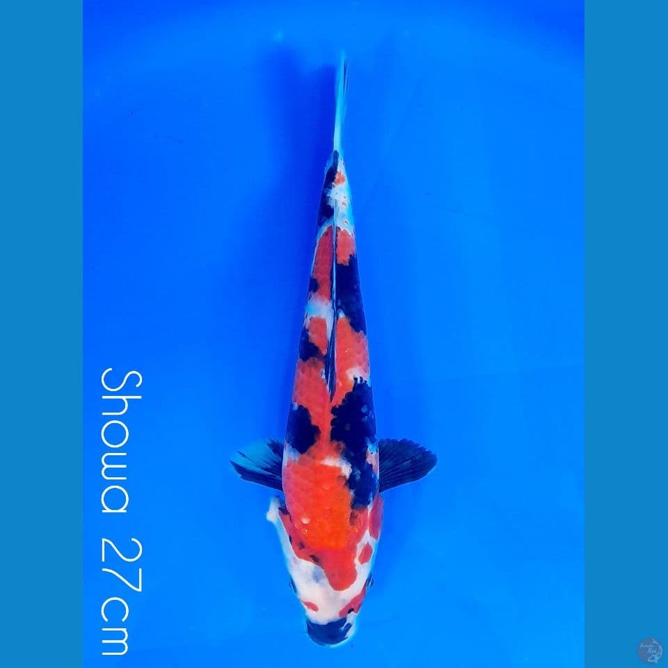showa 27cm