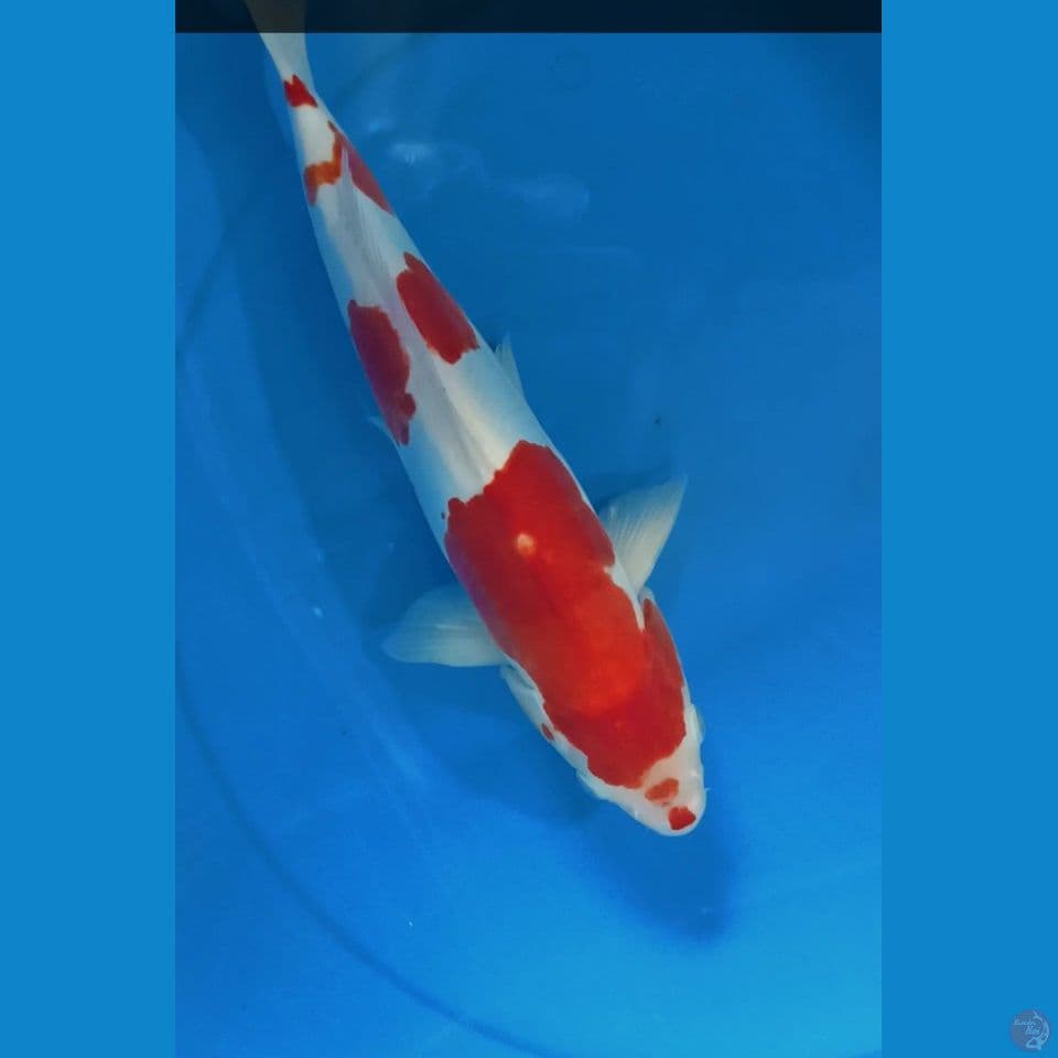 kuhaku doitsu M 33 cm