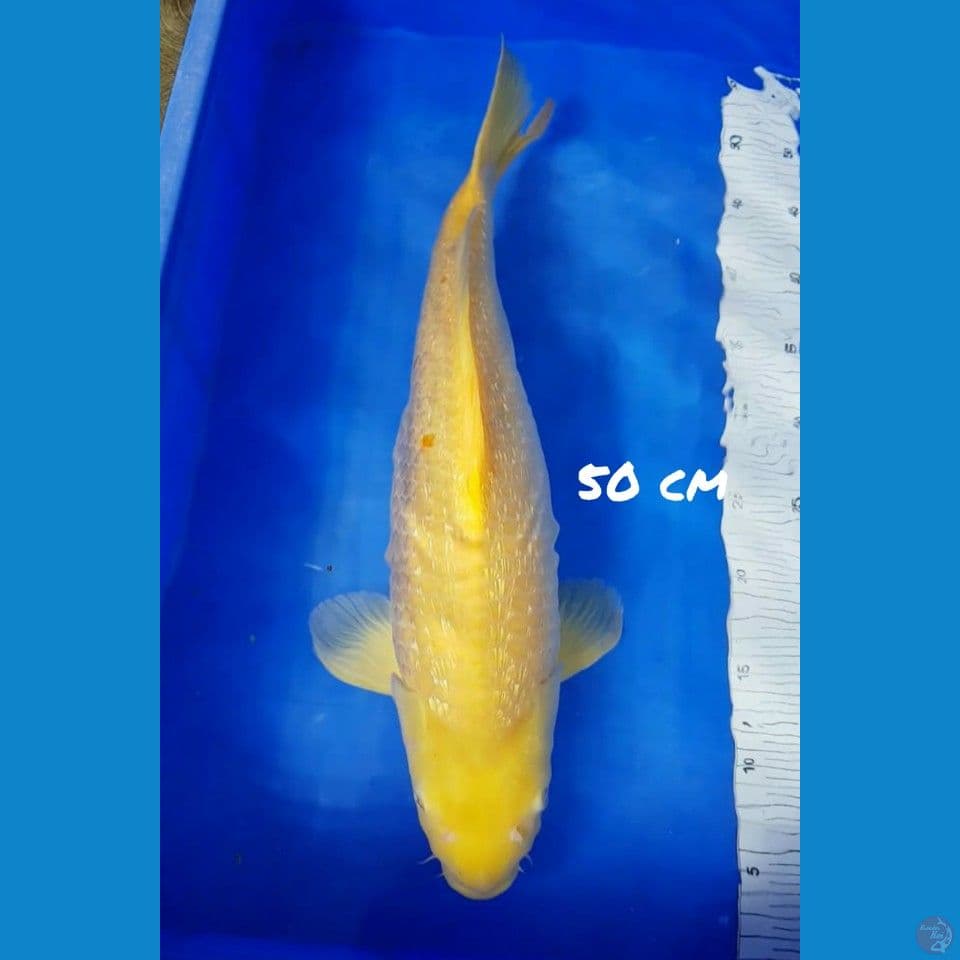 50/F GINRIN KARASHI HOT BODI