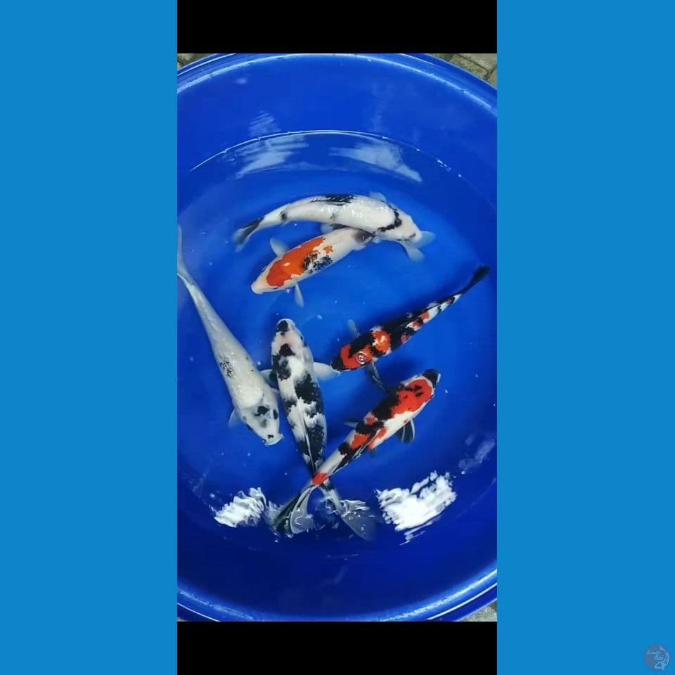 Mix 6 ekor 45-37cm