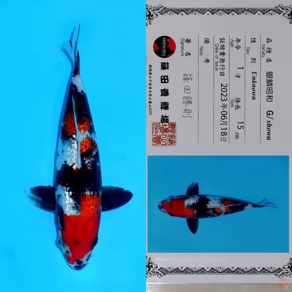 SHINODA SHOWA GINRIN HQ 27CM