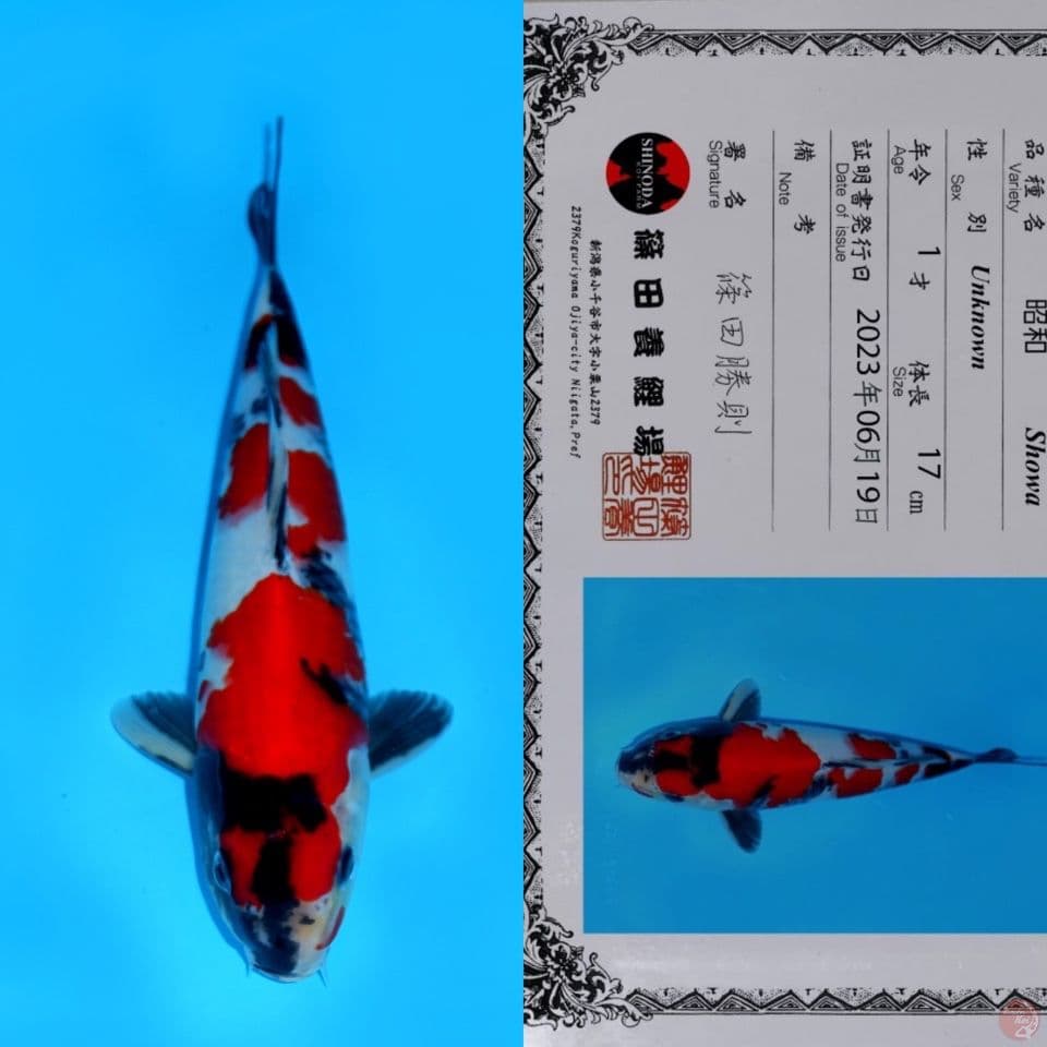SHINODA SHOWA SANSHOKU HQ 27CM