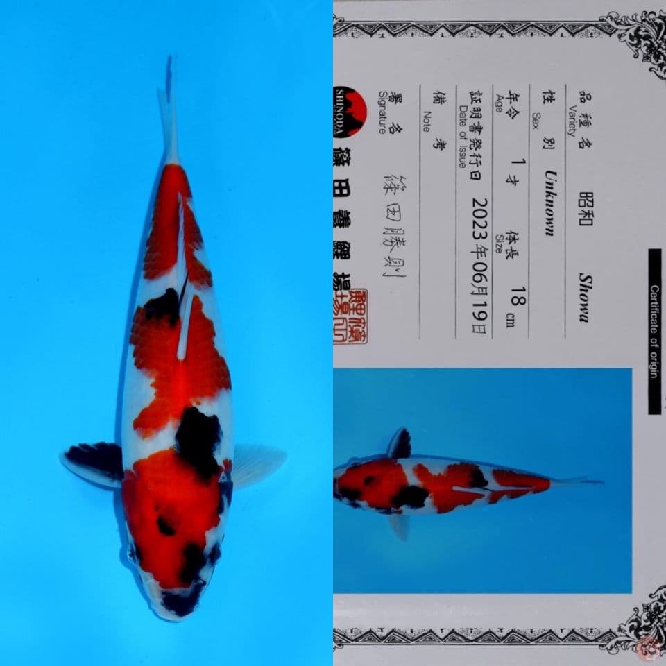SHINODA SHOWA SANSHOKU HQ 29CM