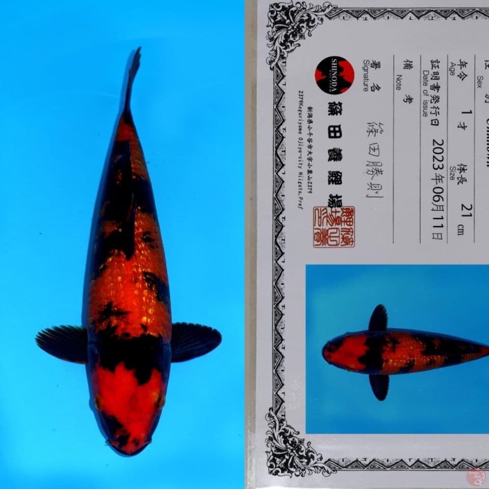 SHINODA HI UTSURI GINRIN HQ 33CM