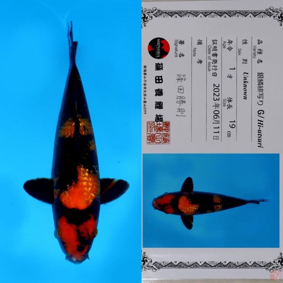 SHINODA HI UTSURI GINRIN HQ 32CM
