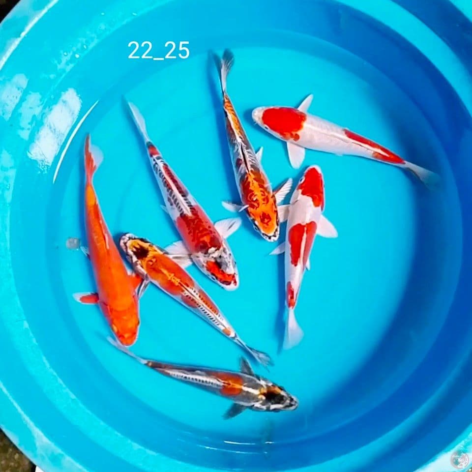 kikokuryu 22_25cm