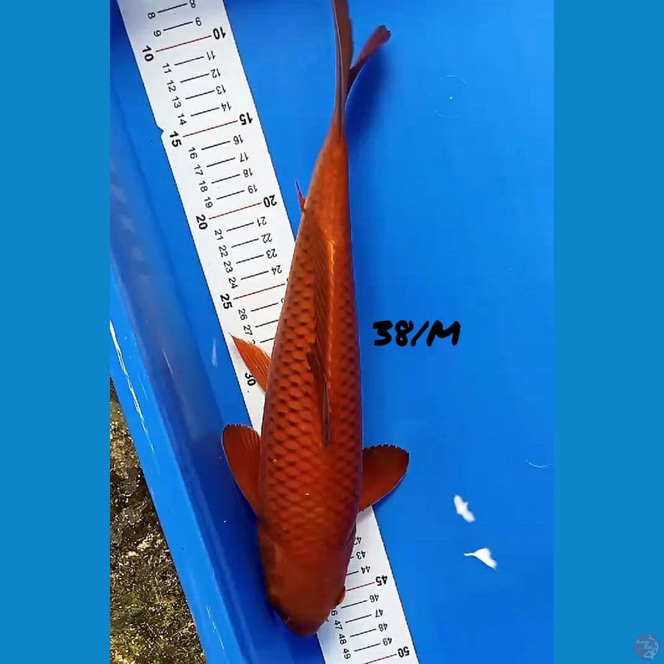 38/male CHAGOI TEMBAGA