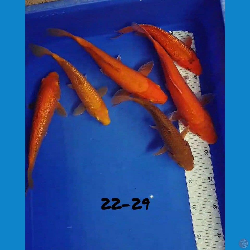 22-29 cm PAKET 6 ekor