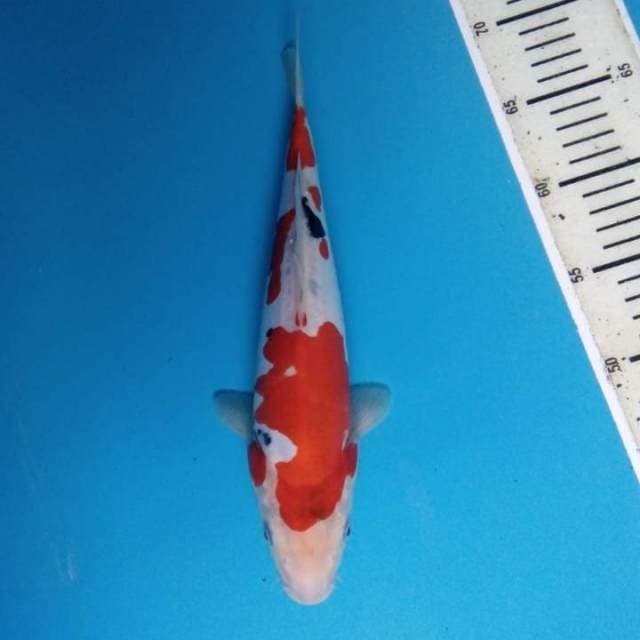 Sanke doitsu 29 cm