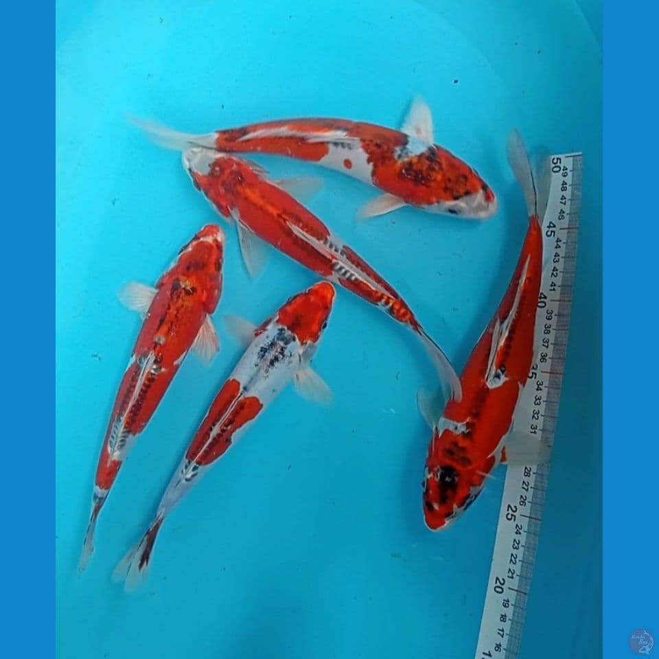 beni kiko 5 ekor 27-30cm