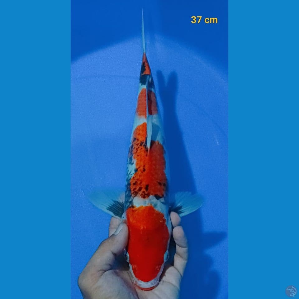 showa 37 cm