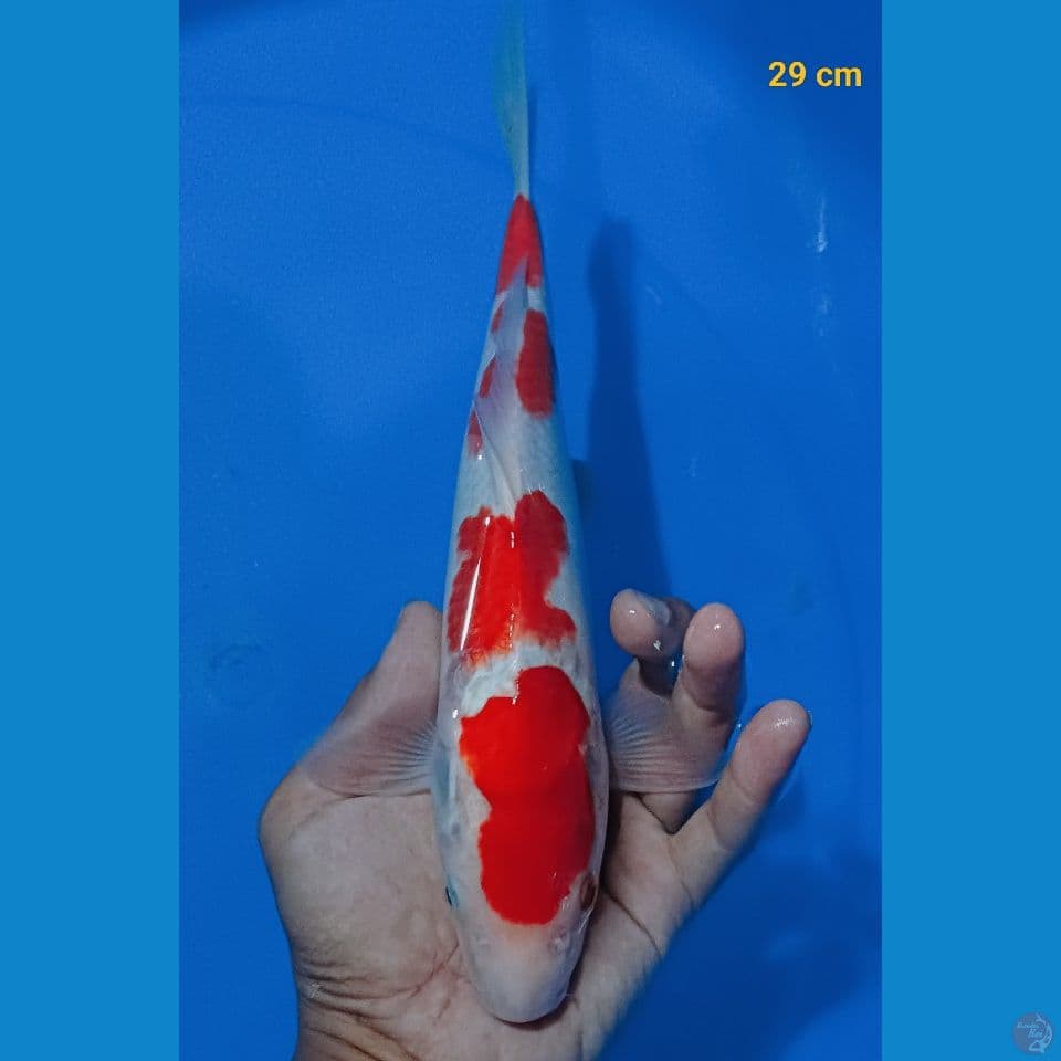kohaku 29cm