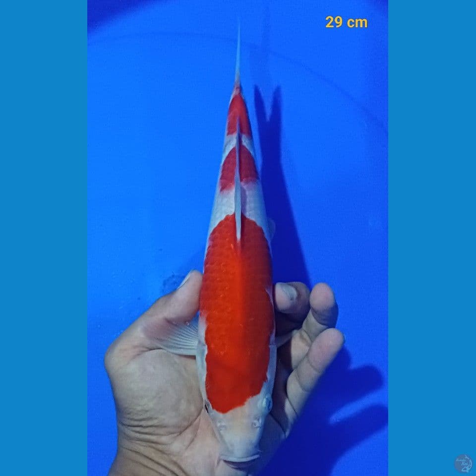 kohaku 29cm