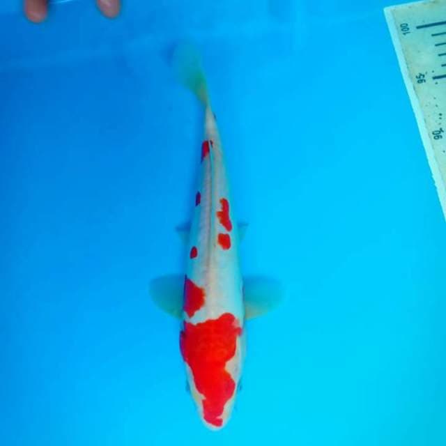 Kohaku doitsu 27 cm