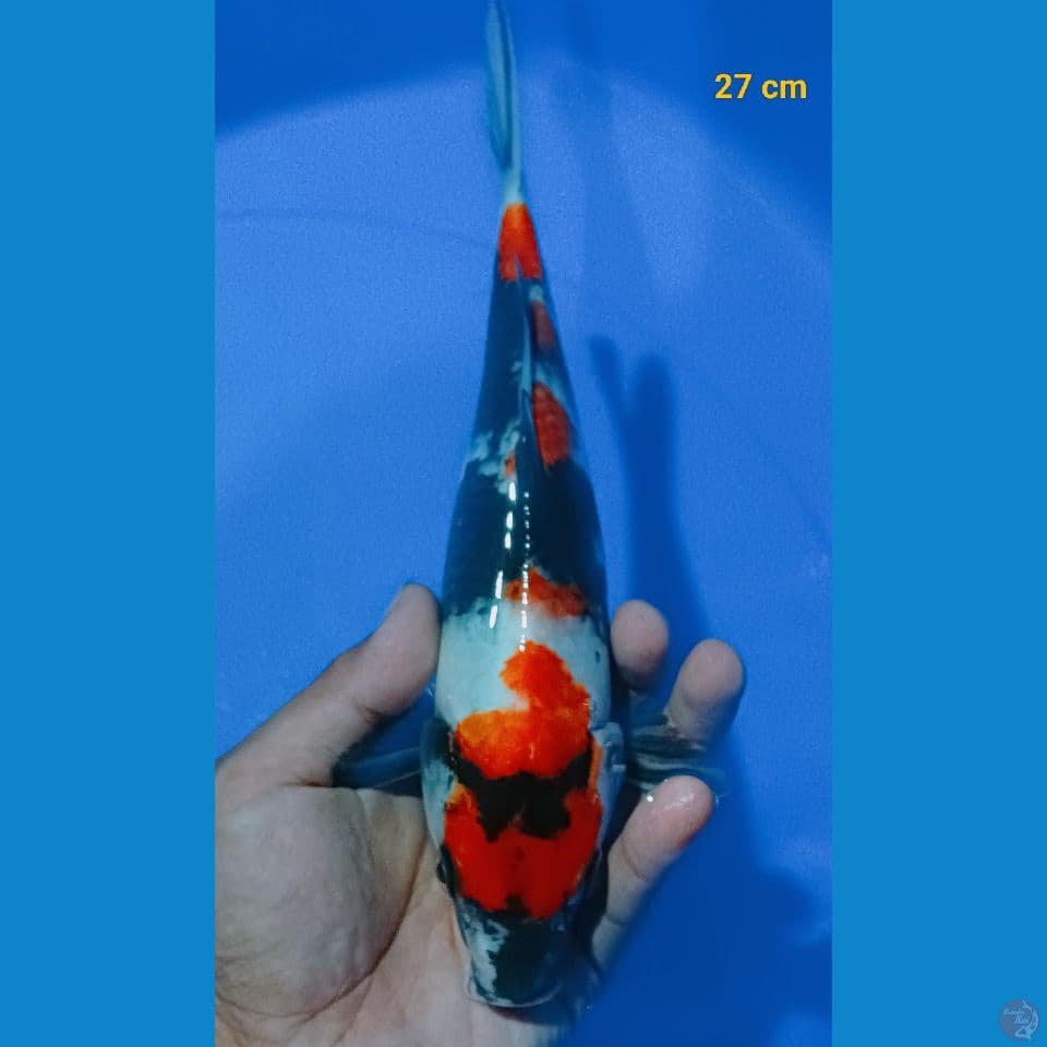 kindai showa 27 cm