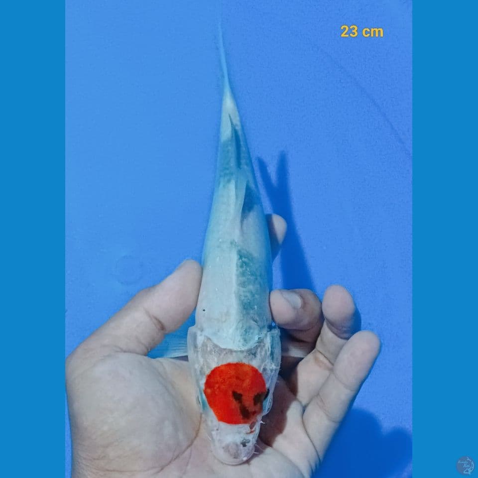 tabcho Showa 23 cm