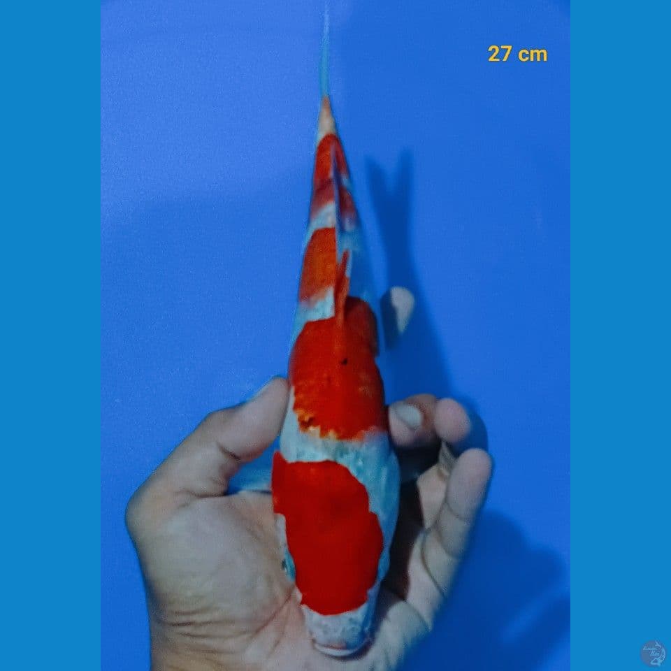 showa tateghoi 27 cm