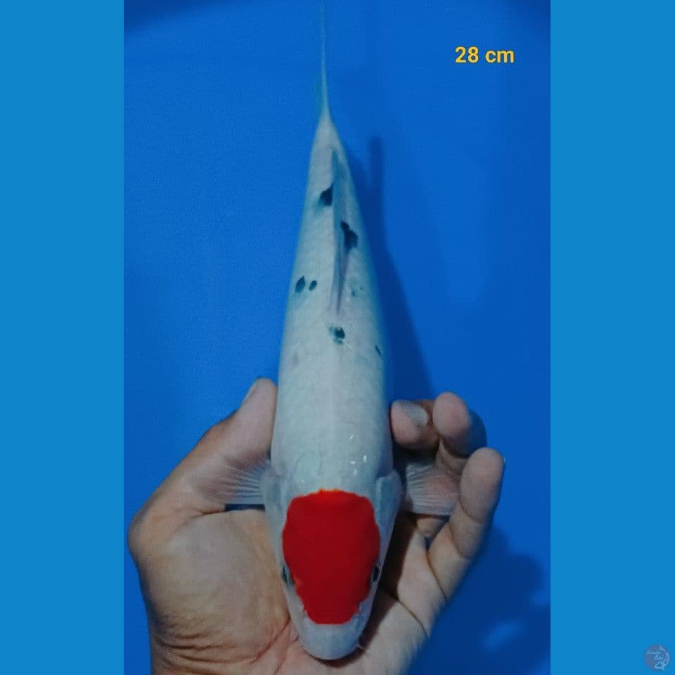 tancho sanke 28 cm
