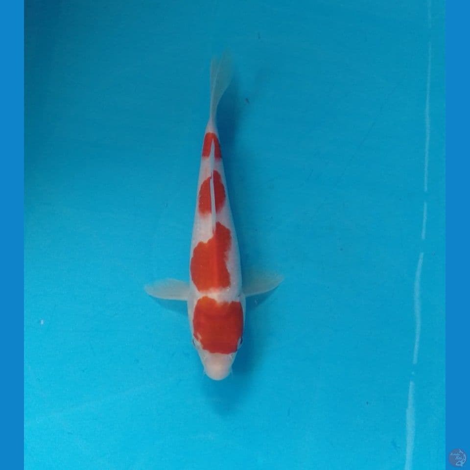 kohaku 18cm