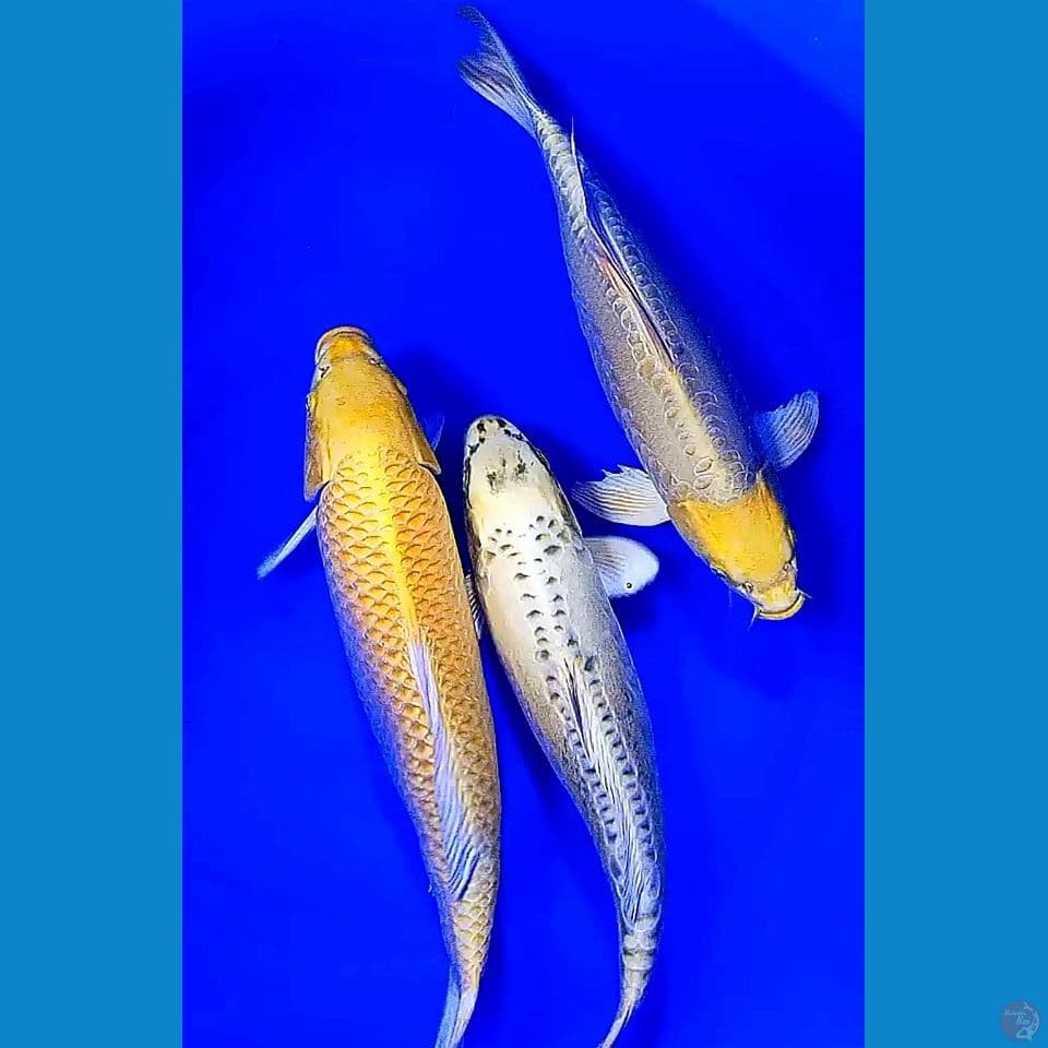 39-42cm jumbo bulky