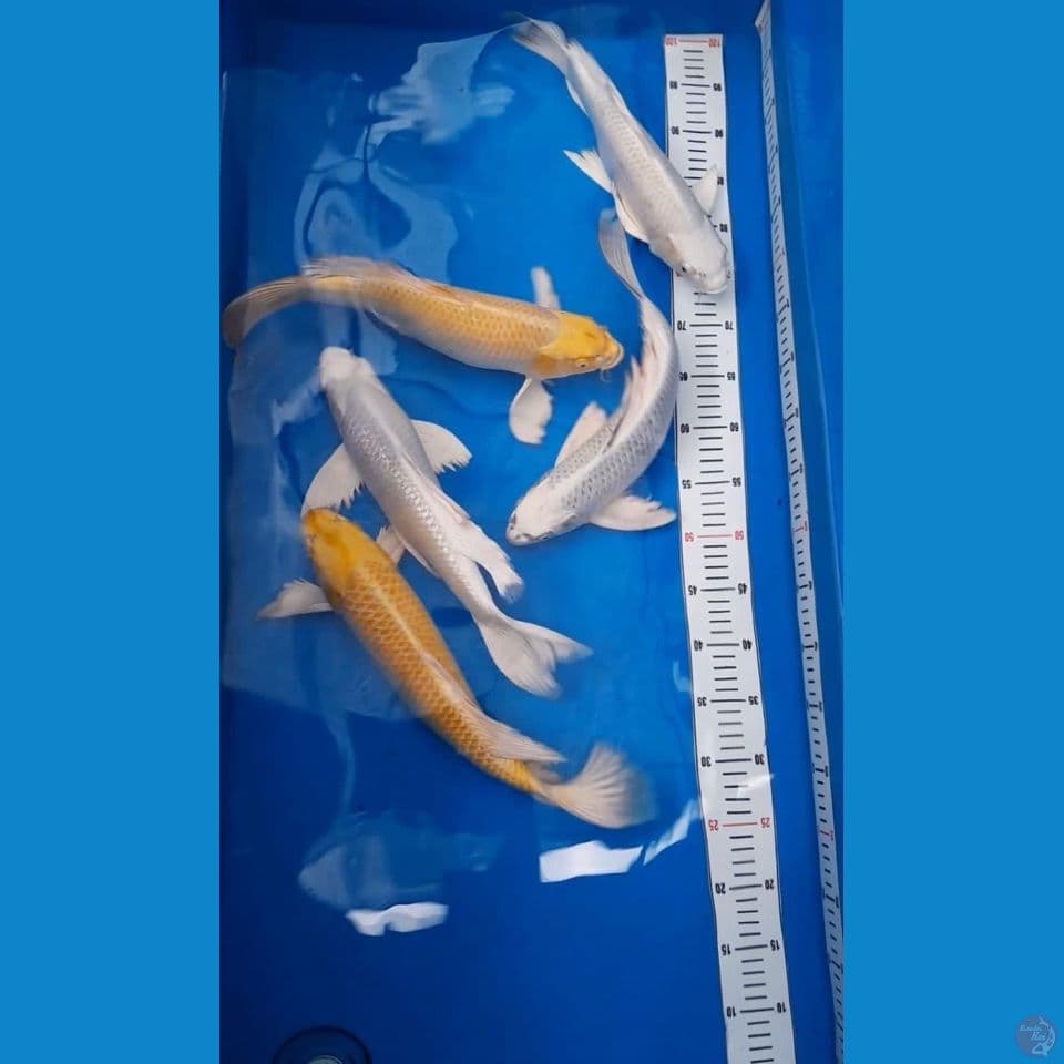 36 40cm 5 ekor