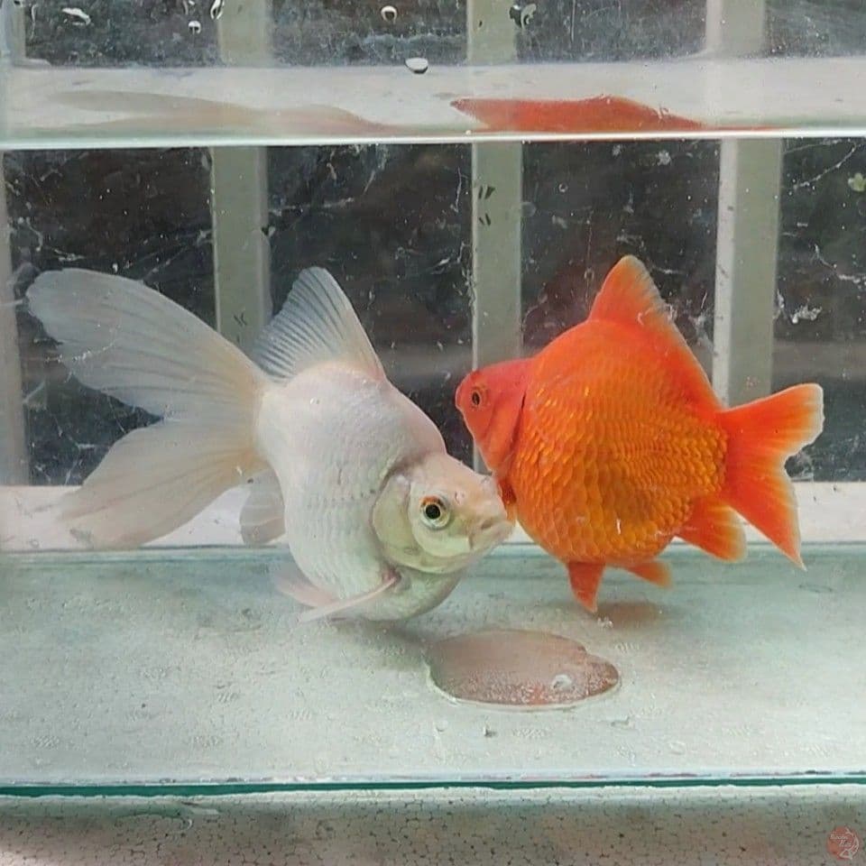13&17CM Tamasaba Merah Putih