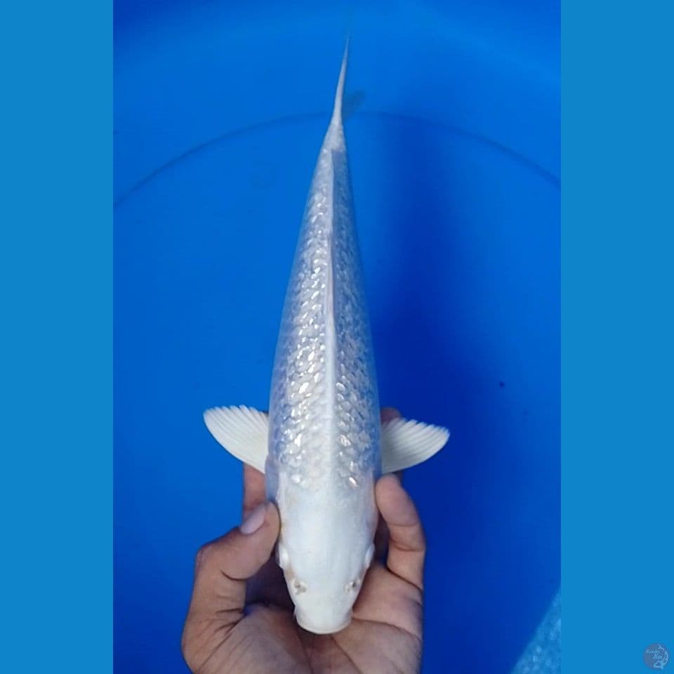 platinum gindrin size : 27cm.m