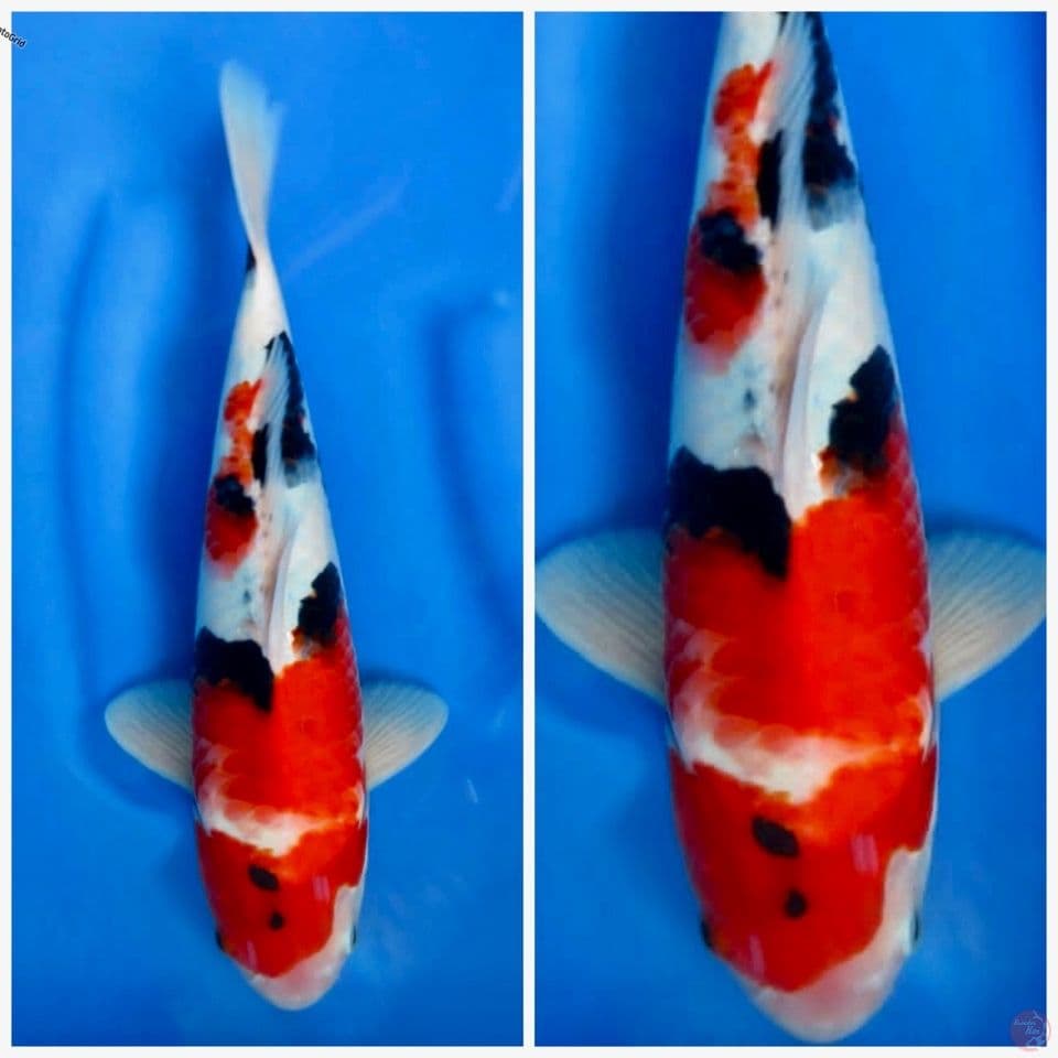 Showa F1 sakai 35cm male