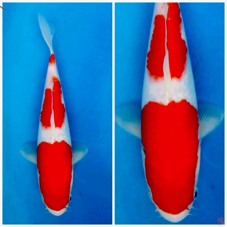 Kohaku f1 ogata 25cm male