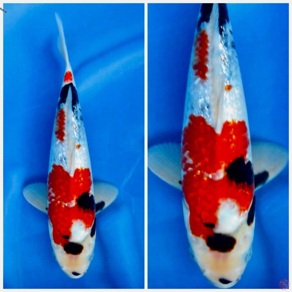 Showa full gingrin tategoi F1 sakai 33cm male